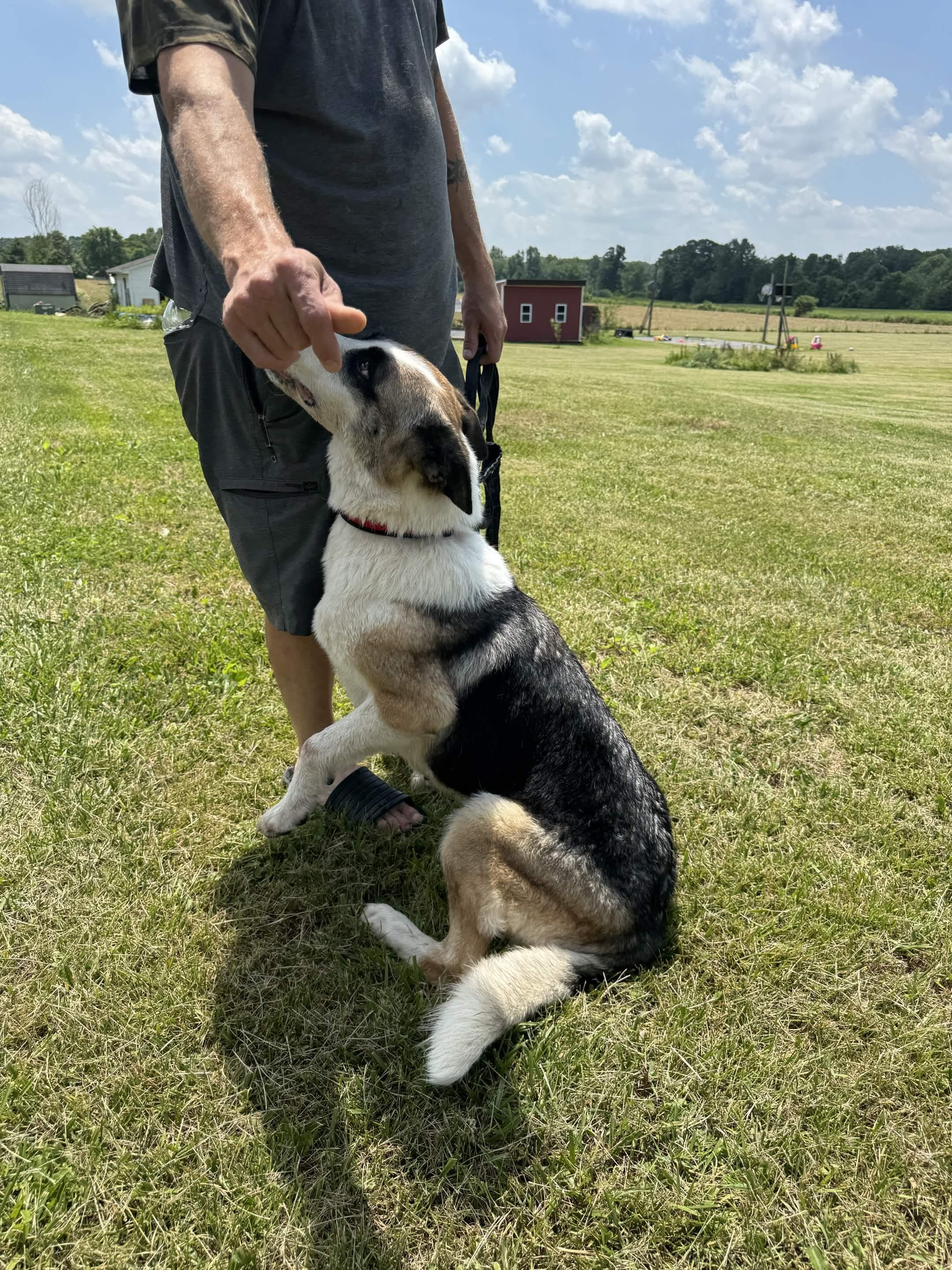 A Patriot K9 dog working in close engagement and focus with its handler during foundation training.
