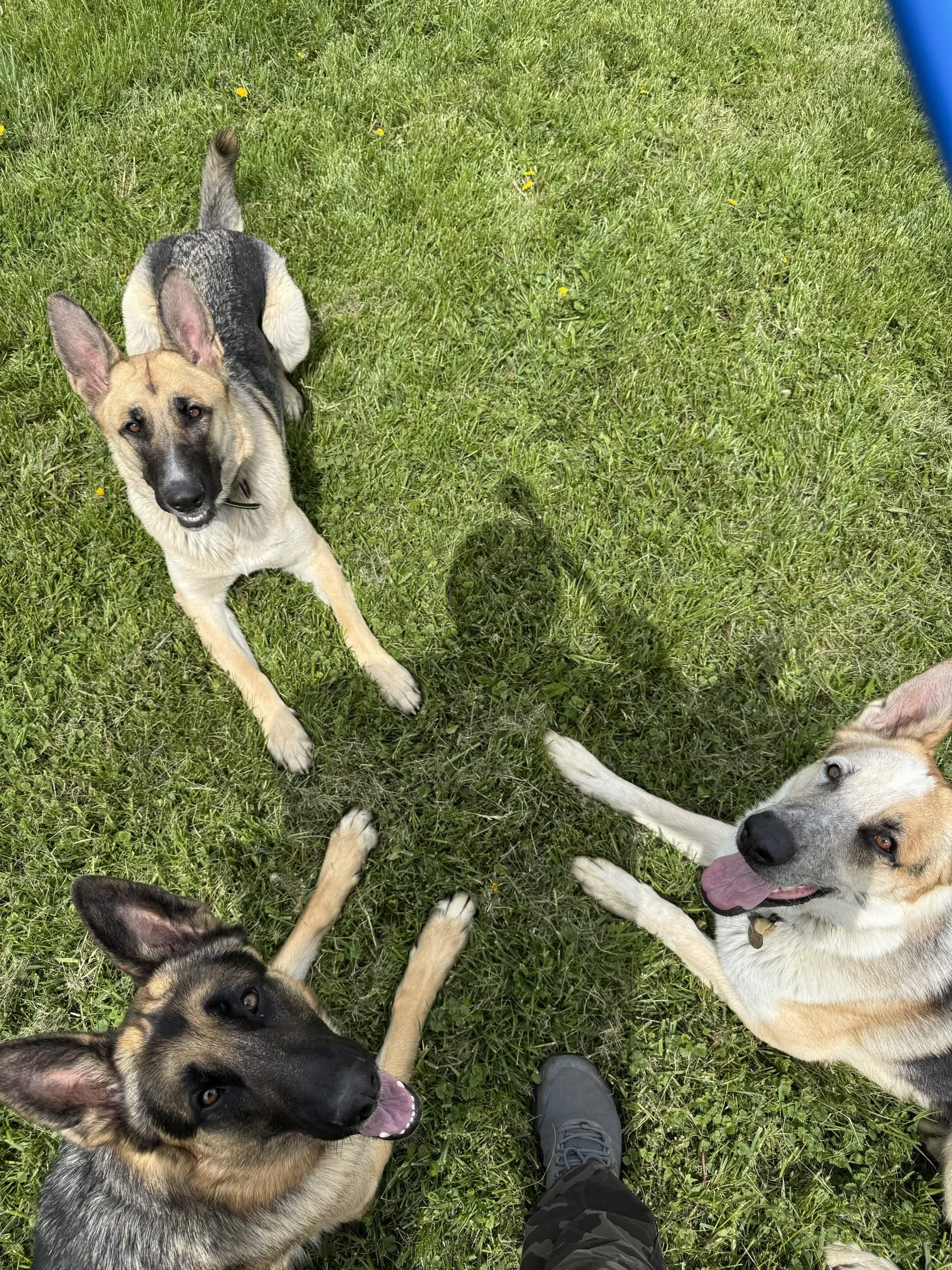 Three Patriot K9 Command dogs practicing engagement and obedience with their trainer.