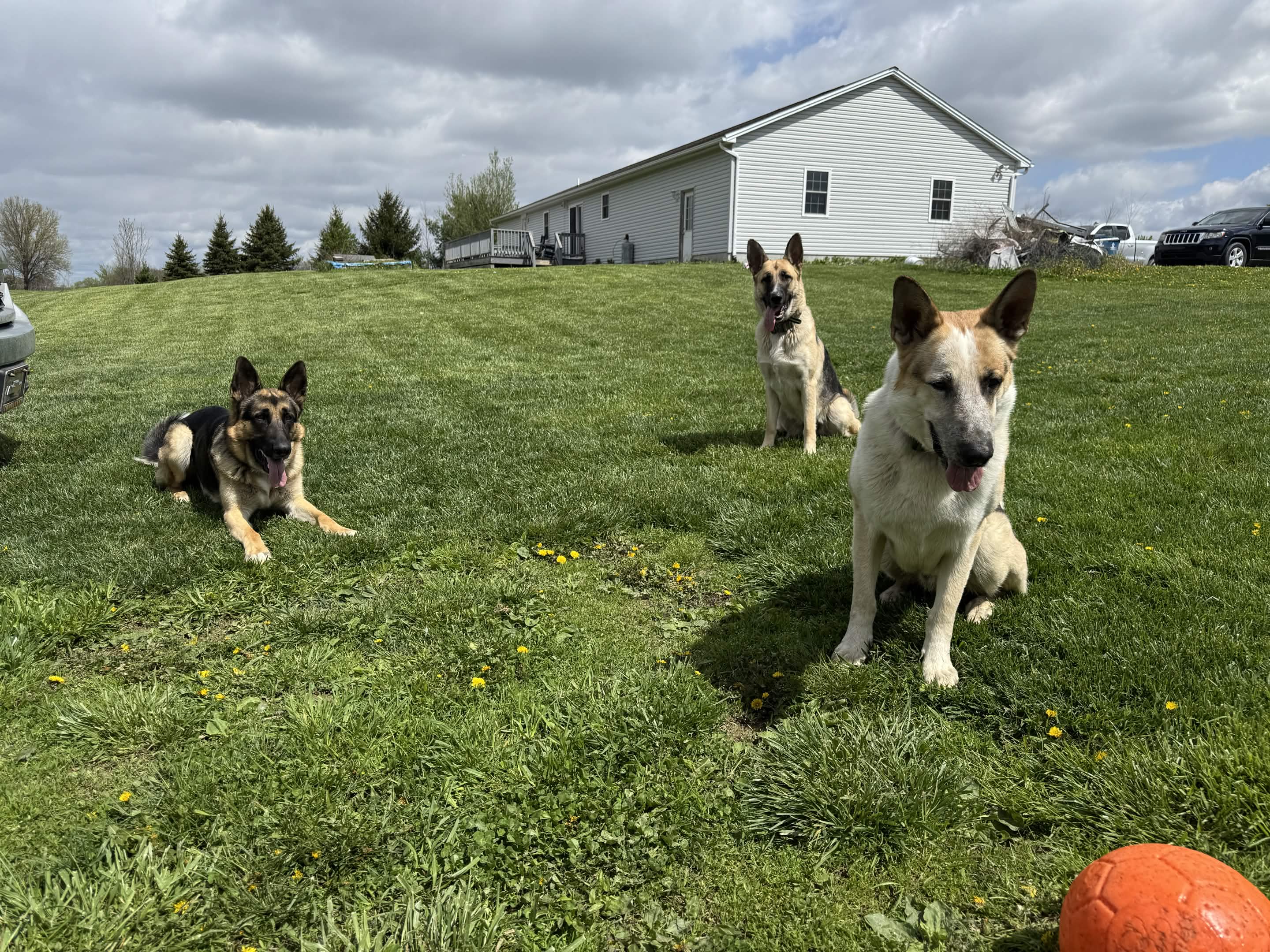 German Shepherds training on the Patriot K9 Command property.