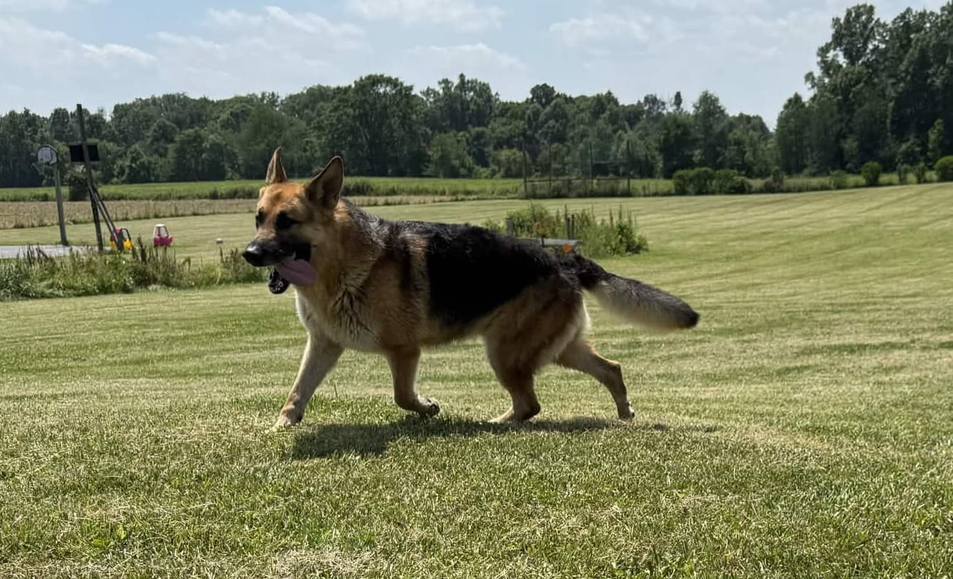 German Shepherd running confidently across the field during Patriot K9 training work.
