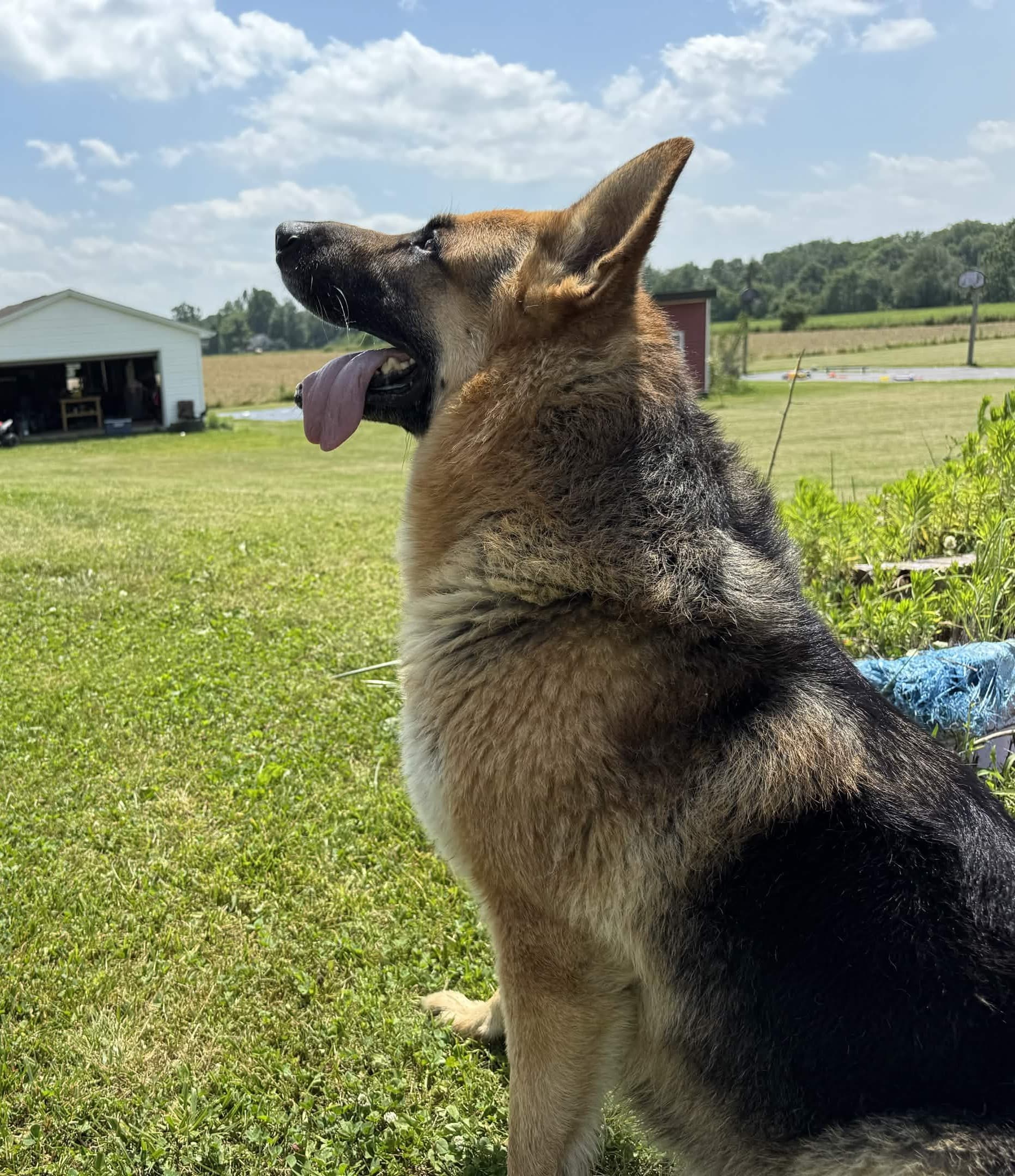 Focused German Shepherd portrait representing Patriot K9 Command breed-specific structure and engagement.