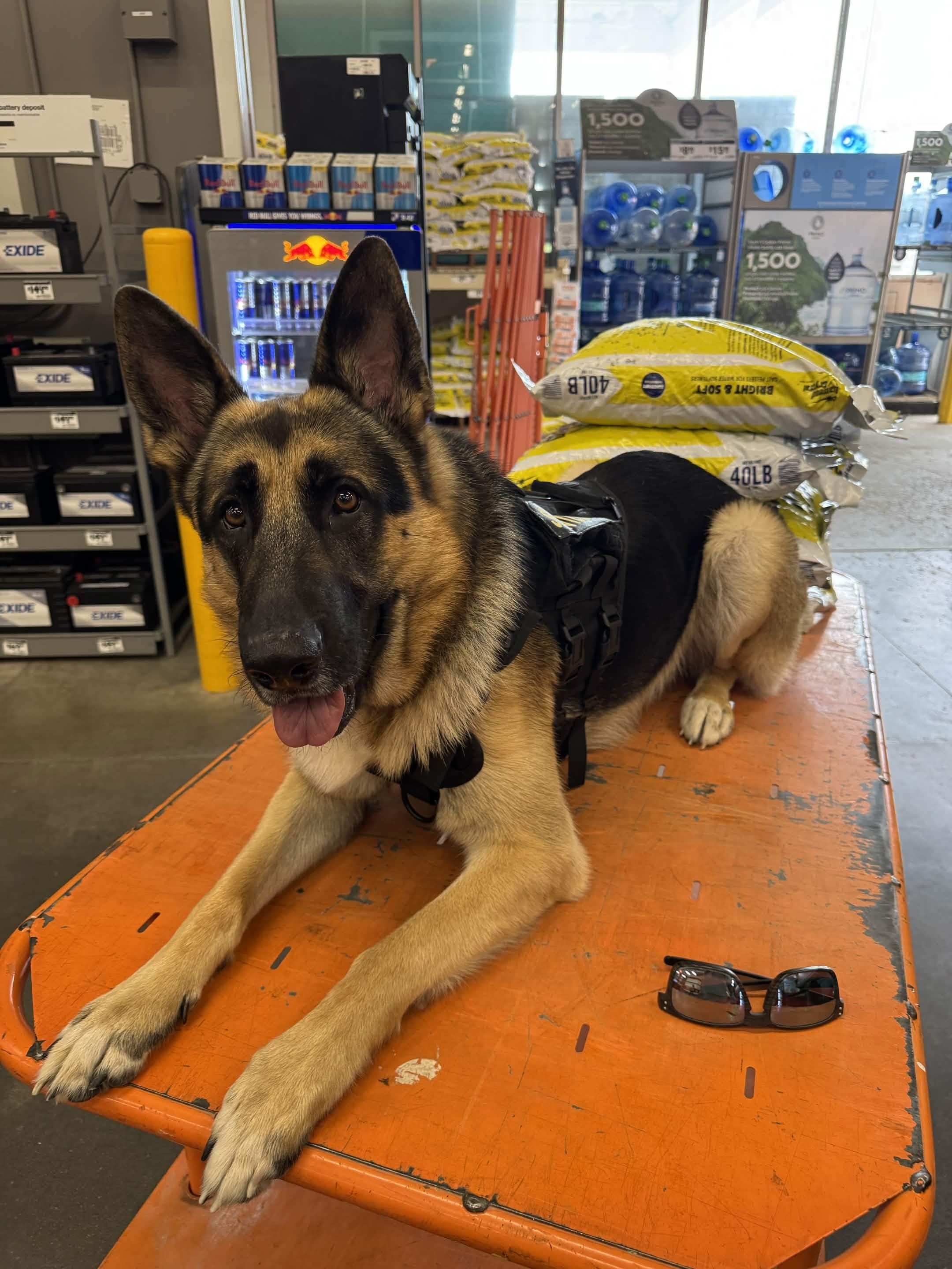 German Shepherd holding a structured public place command during Patriot K9 training.