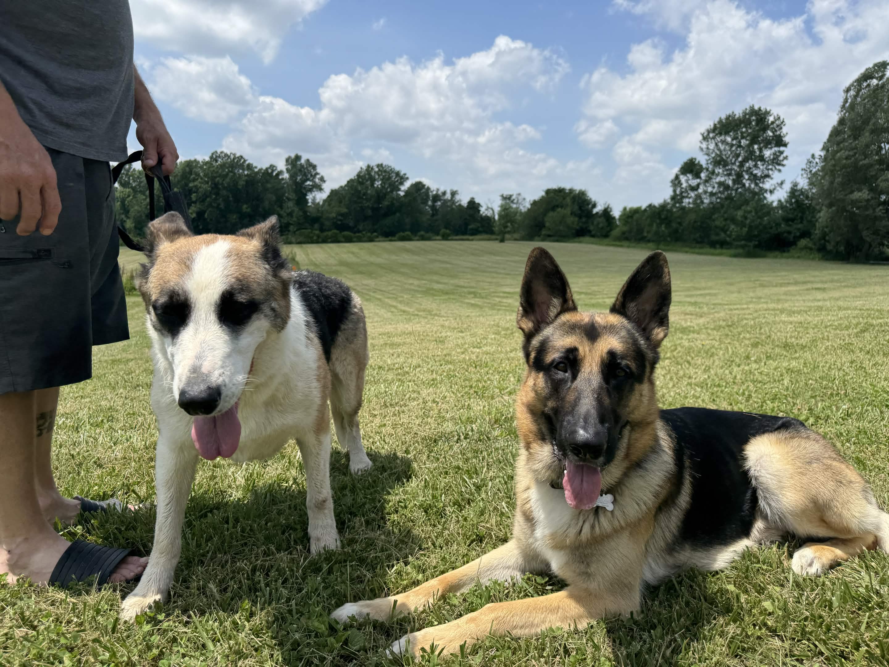 Calm, trained Patriot K9 dogs holding steady attention during structured obedience work.