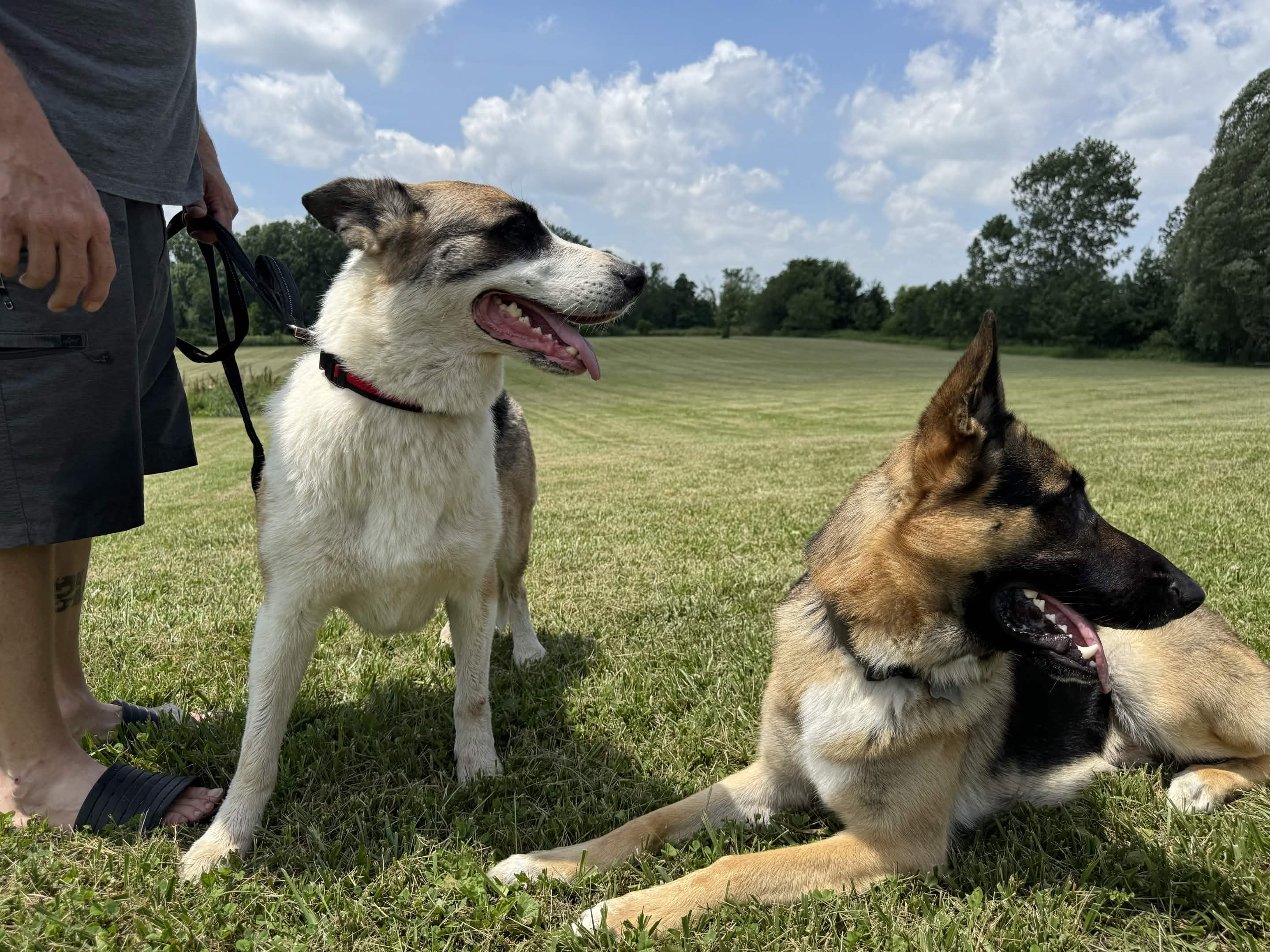 Two Patriot K9 dogs holding calm obedience positions in the field during structured training.