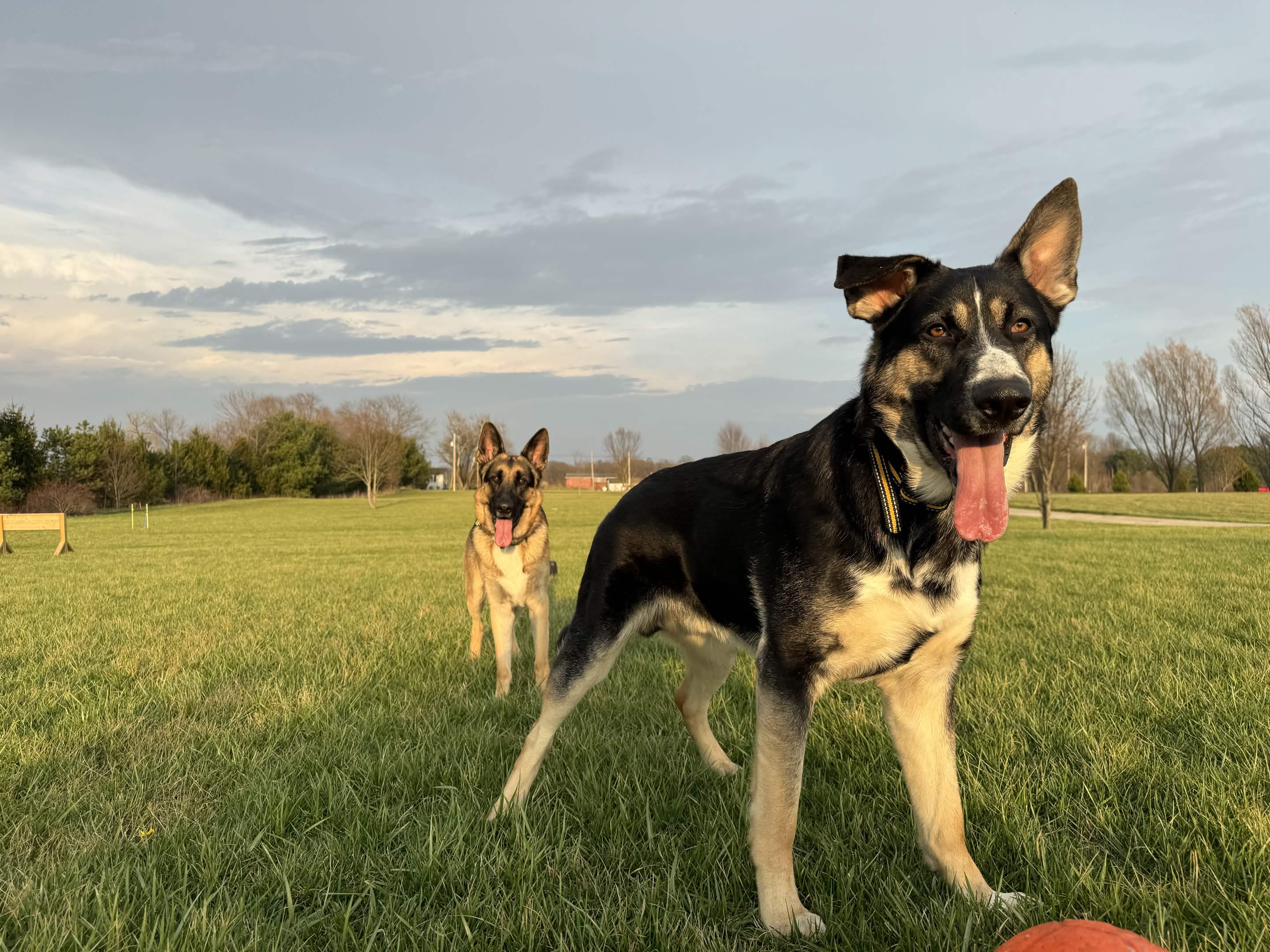 German Shepherds training outdoors with Patriot K9 Command.