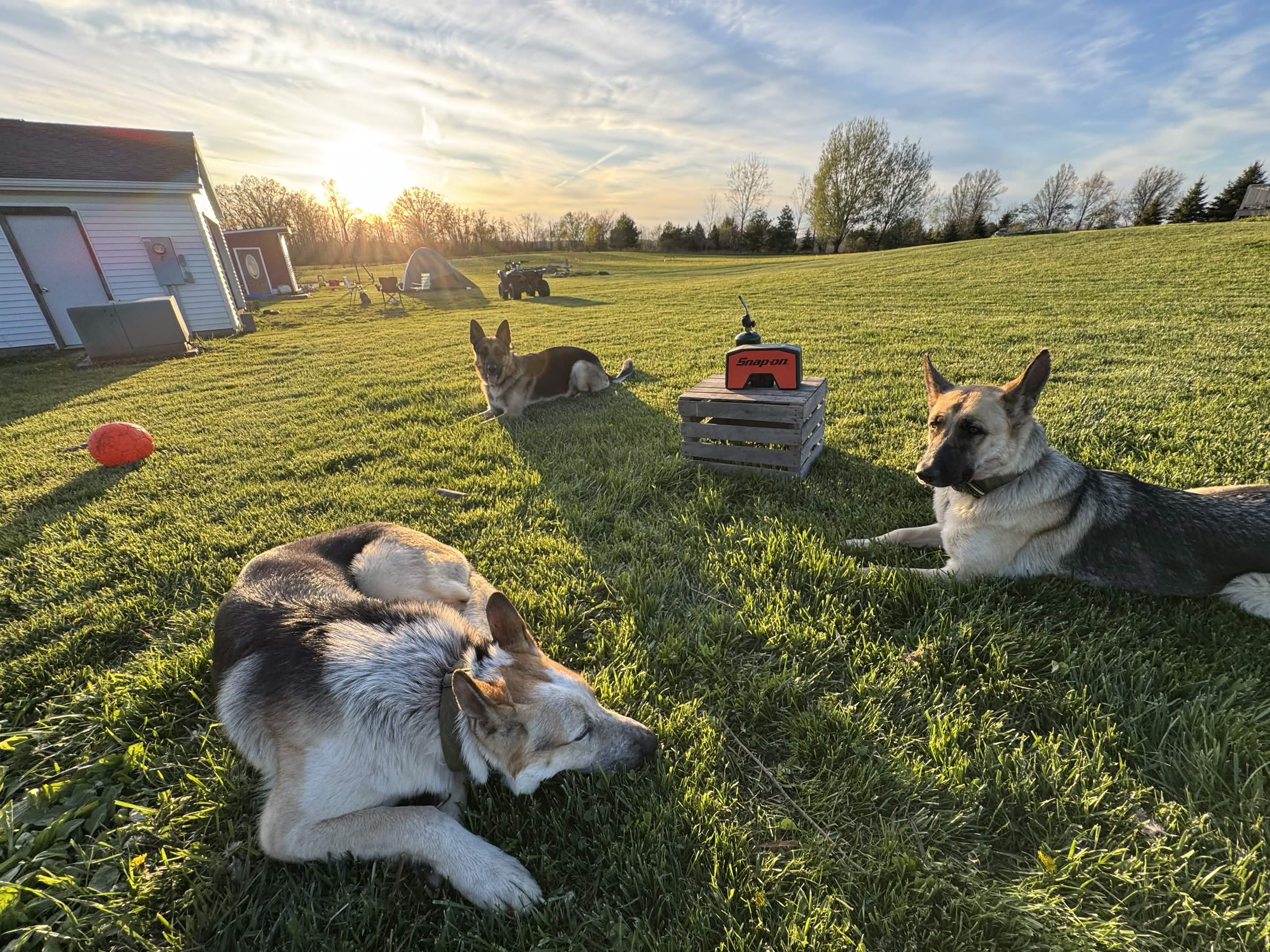German Shepherds relaxing after a Patriot K9 Command training session.